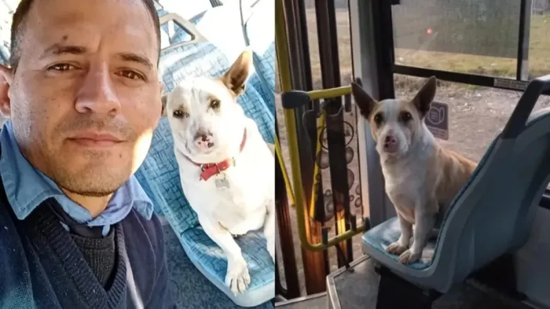 ¡Corchito, el perro colectivero que es viral en TikTok!